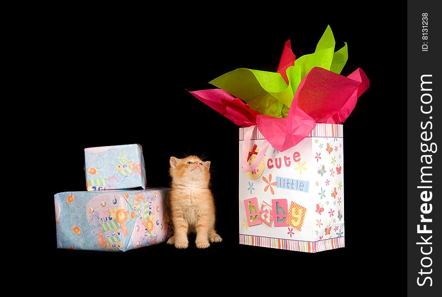 A kitten on a black background with presents and a gift bag. A kitten on a black background with presents and a gift bag