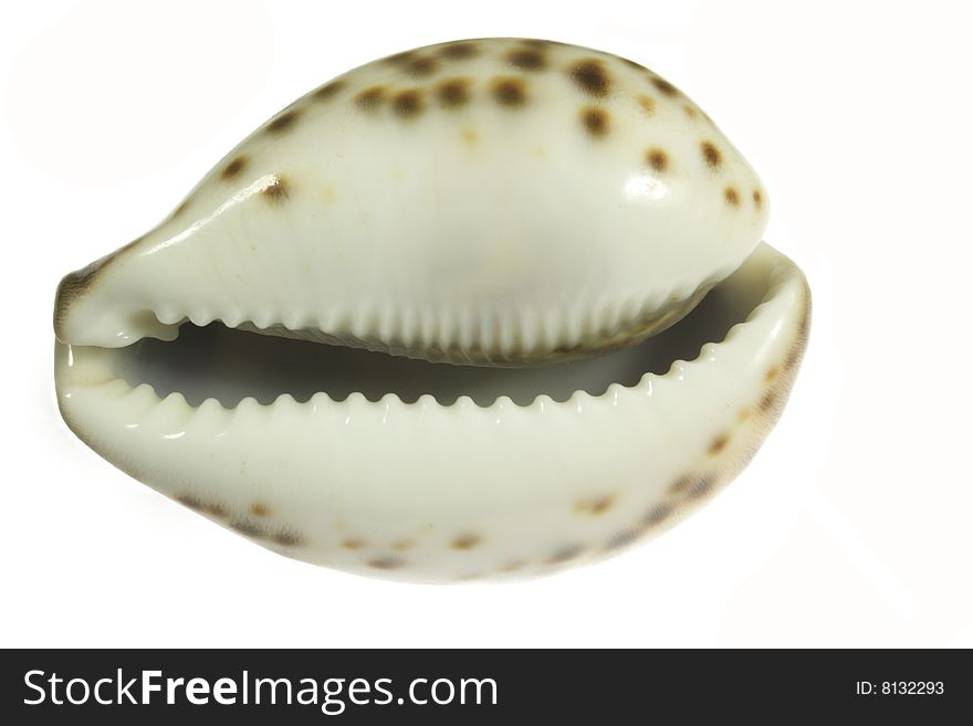 Closeup of seashell isolated in white. Closeup of seashell isolated in white