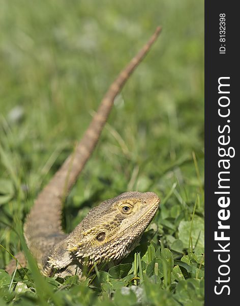 Bearded Dragon In Grass