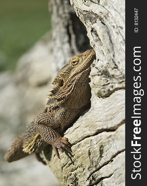 Bearded Dragon sitting in log of tree. Bearded Dragon sitting in log of tree