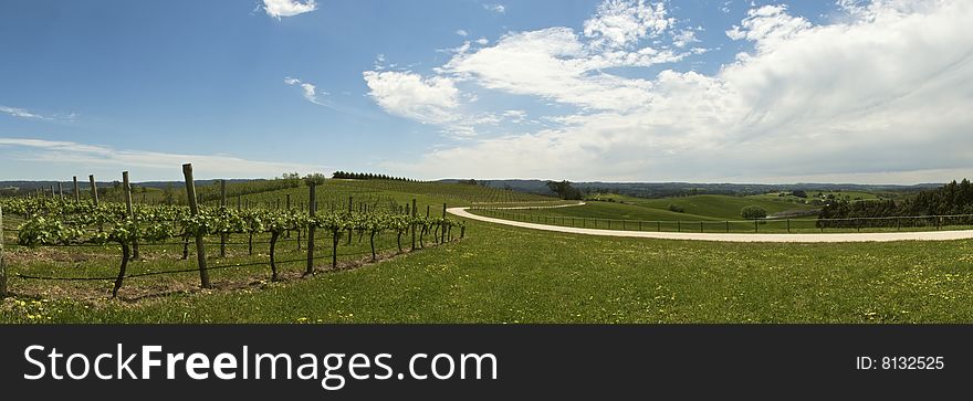 Panorama of road leading through green hills and vineyards. Panorama of road leading through green hills and vineyards