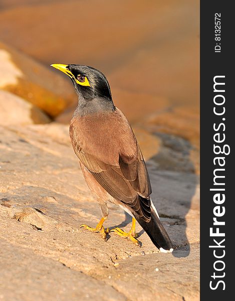 Common myna looking great on the sea shore..
