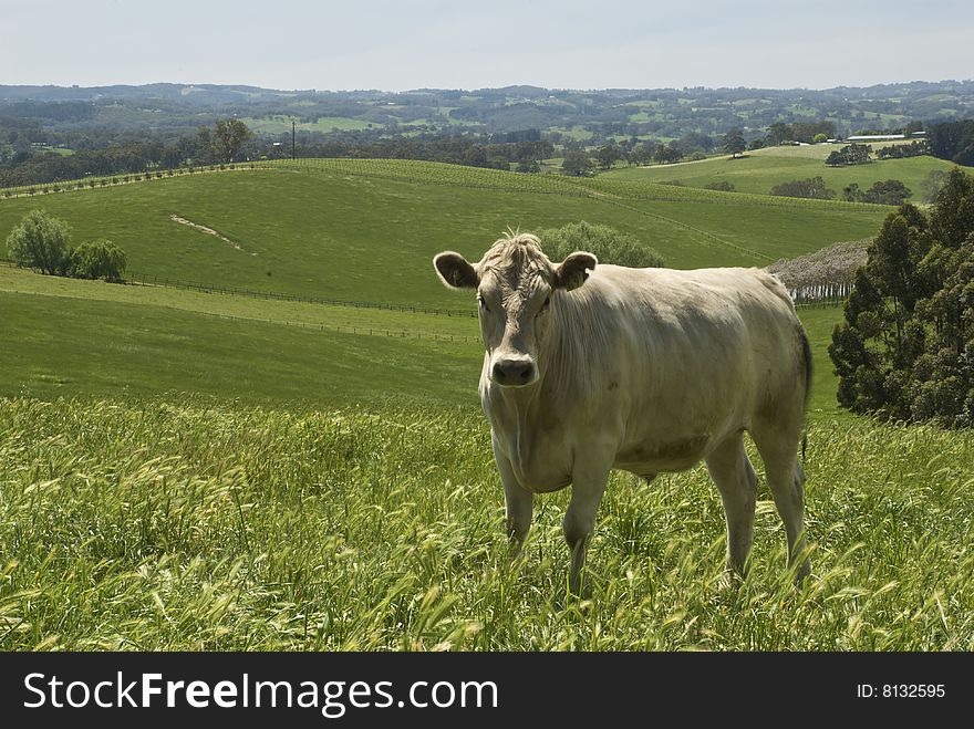Cow standing in field with green hills behind