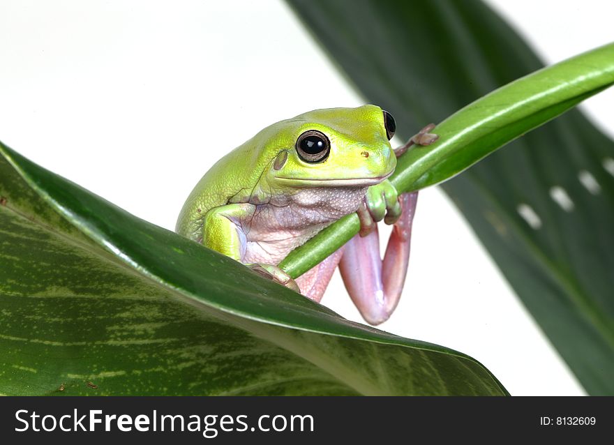 Frog