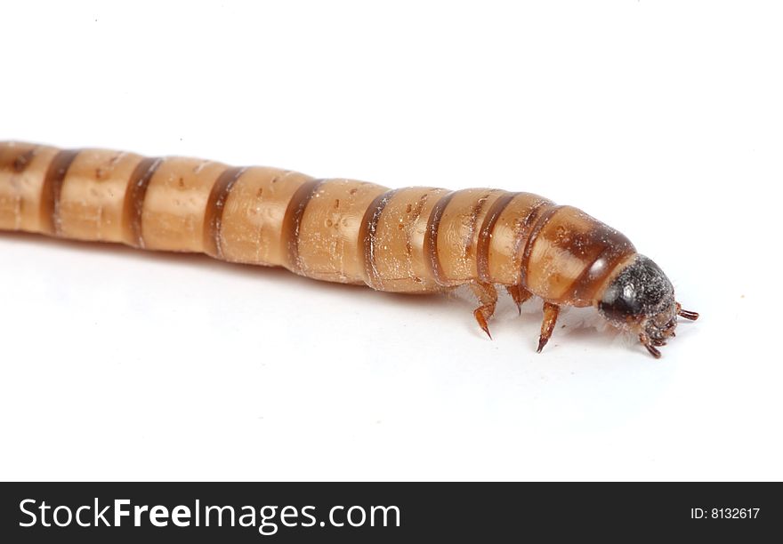 Mealworm Macro