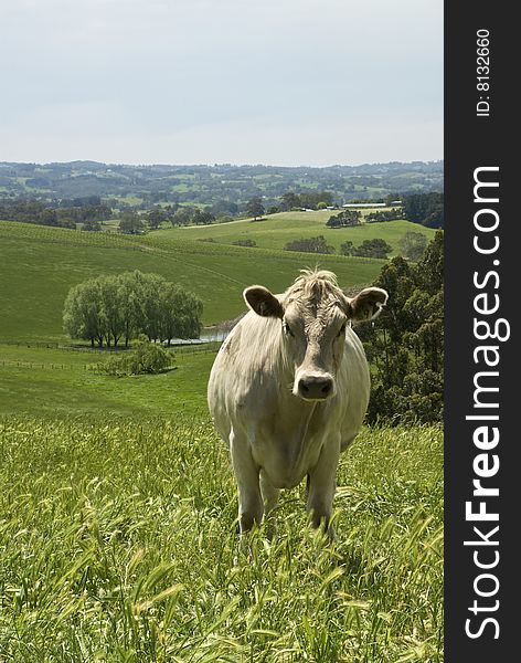 Cow standing in field with green hills behind