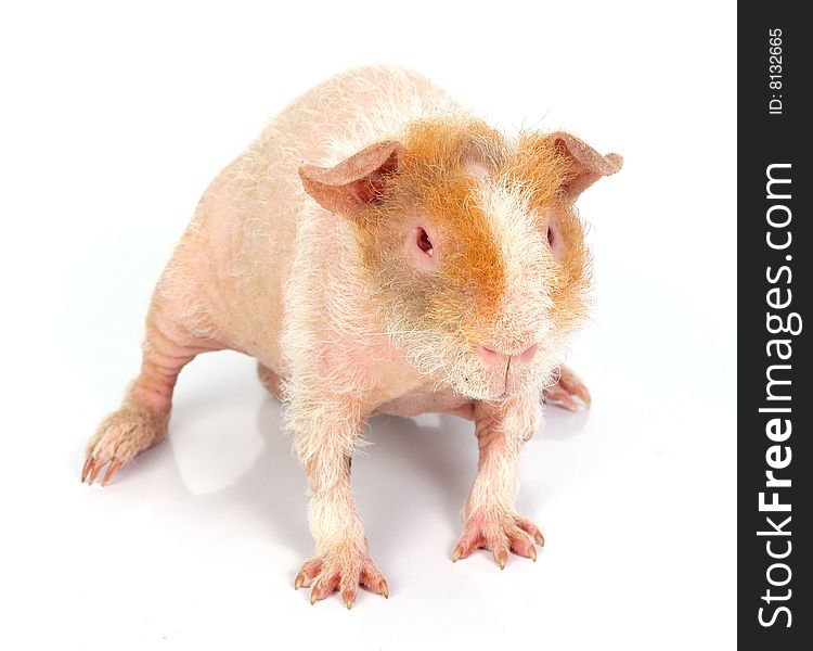 Hairless Guinea Pig