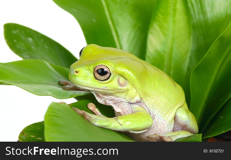 Green tree frog