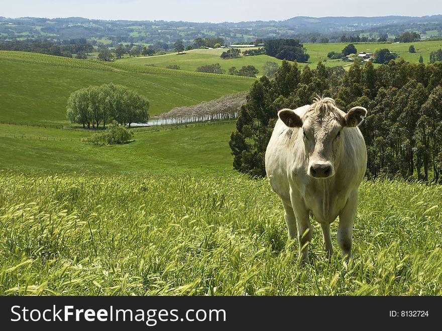 Cow standing in field with green hills behind