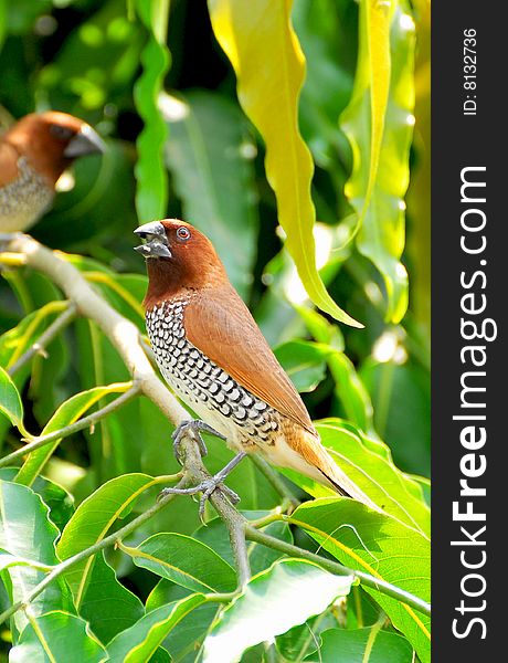 Spotted munia stting on the tree.