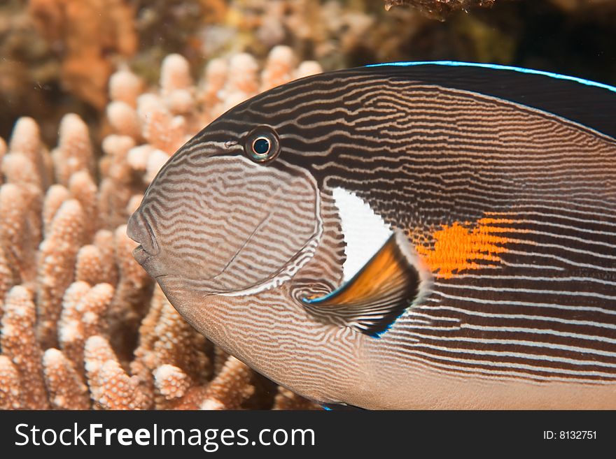 Sohal surgeonfish (Acanthurus sohal)taken in the red sea.