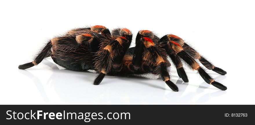 Red Tarantula