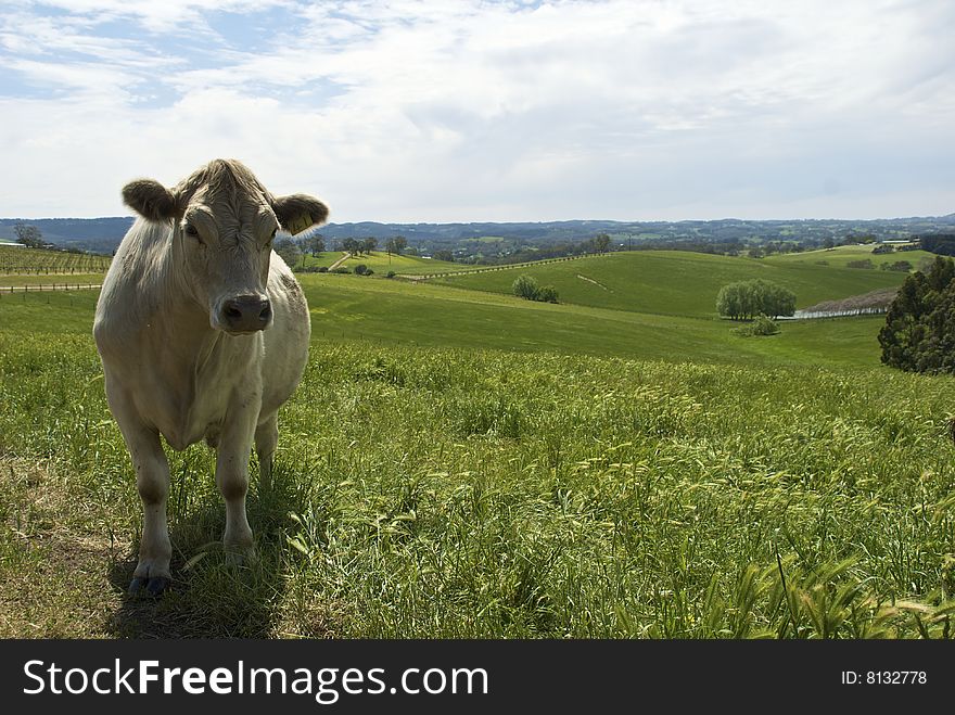 Cow standing in field with green hills behind