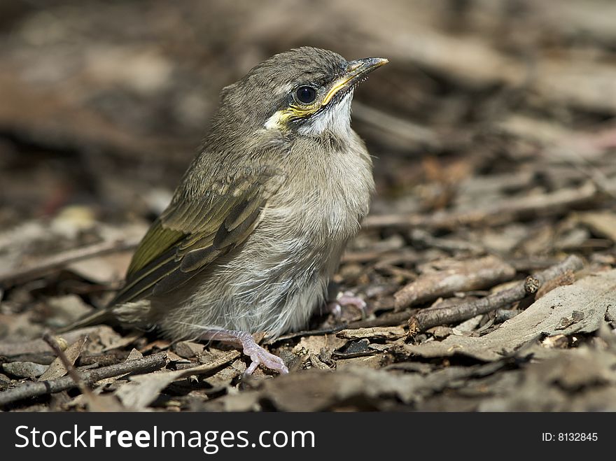 Finch sitting in bark on ground. Finch sitting in bark on ground