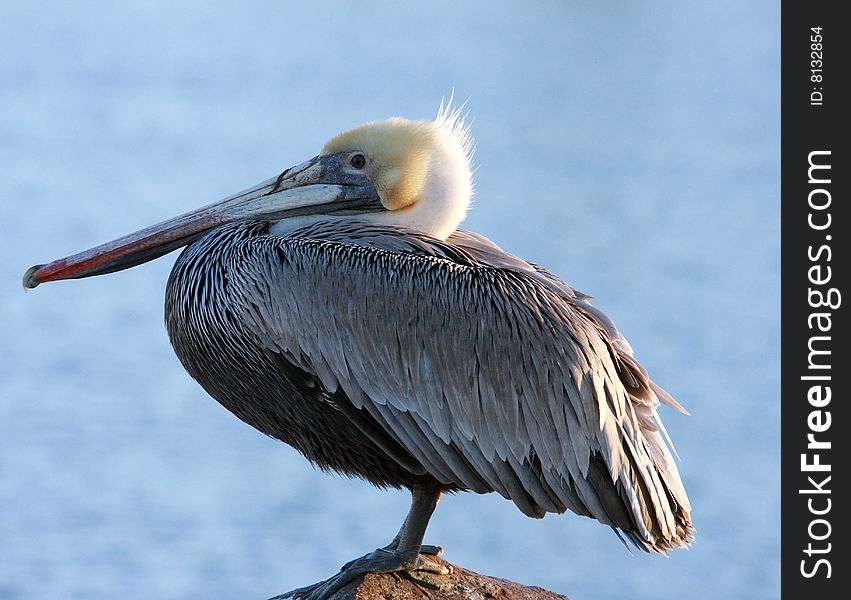 Portrait of a pelican   standing near the ocean