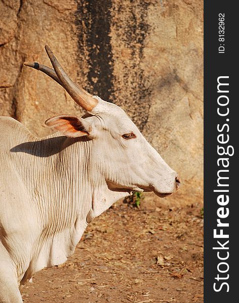 White indian cow near mountain