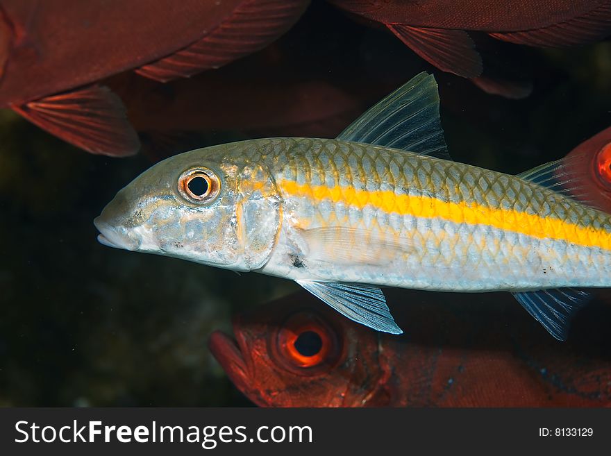 Yellowfin goatfish (mulloidichthys vanicolensis)taken in the red sea.
