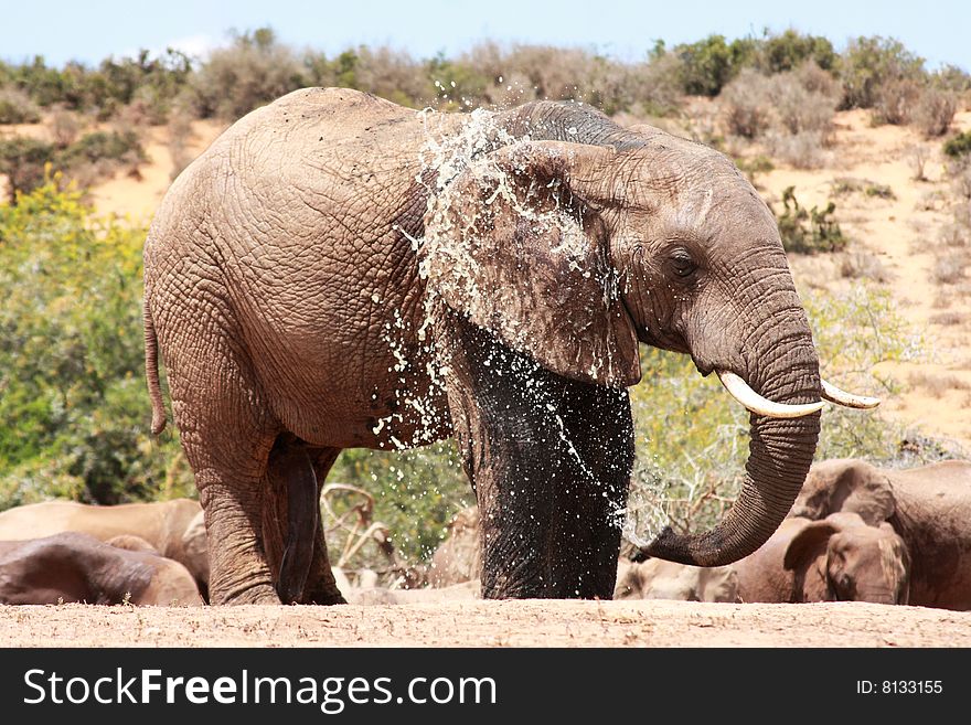This elephant was spraying himself to get cool from the heat. This elephant was spraying himself to get cool from the heat
