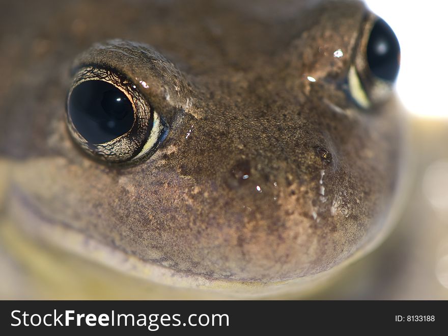 Close Up Of Frog Isolated By White