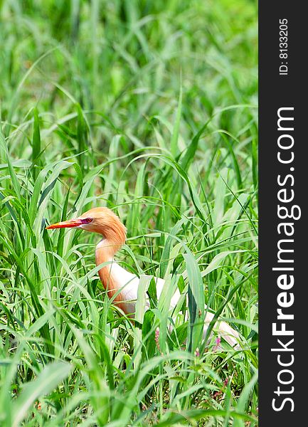 White egret in green grass.