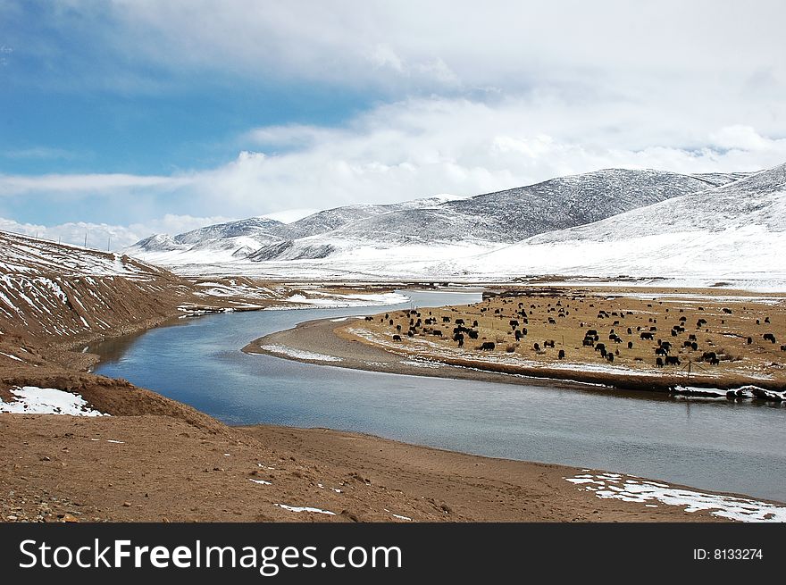 Snow Mountains and a brook in Tibet,with yaks on the bank in an early Spring morning. Snow Mountains and a brook in Tibet,with yaks on the bank in an early Spring morning