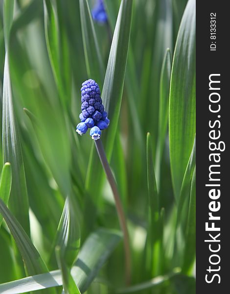 Flower of blue Muscari growing in a garden. Flower of blue Muscari growing in a garden