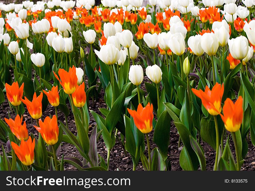 White and orange tulip field in the garden. White and orange tulip field in the garden