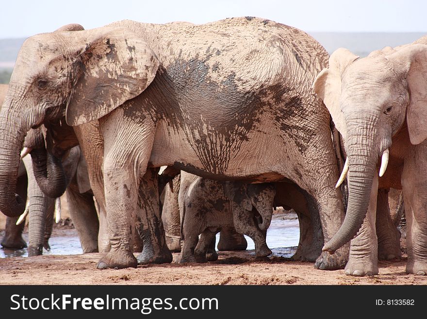 A large muddy elephant with a teenage bull