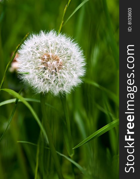 Isolated dandelion in the green grass