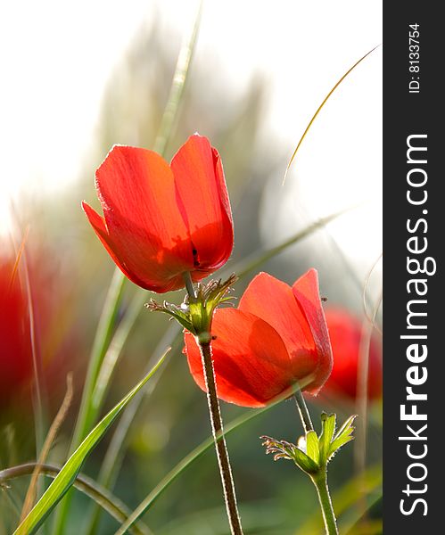 Red anemone flowers  photographed in the field with the sky as a background. Red anemone flowers  photographed in the field with the sky as a background