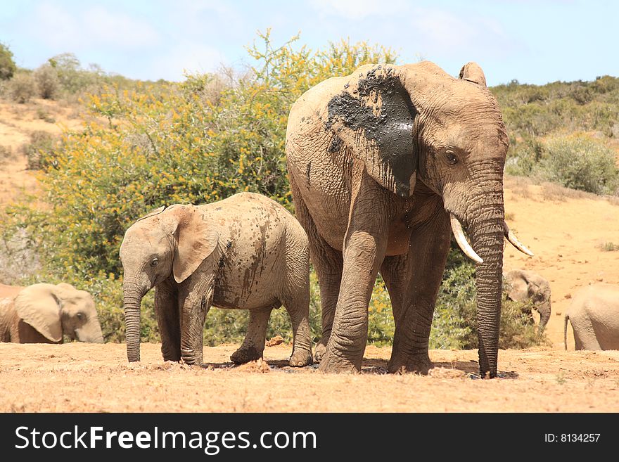 A large muddy bull elephant with a young female calf. A large muddy bull elephant with a young female calf