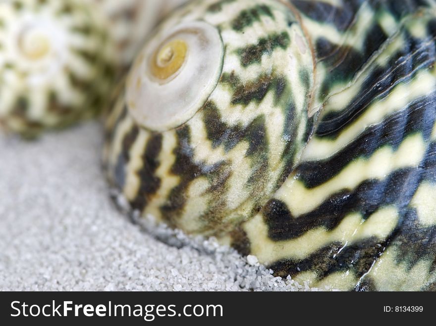 Close up of sea snail shell