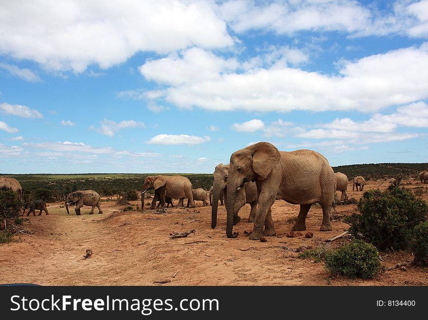 A herd of elephants walking under a blue sky from a waterhole. A herd of elephants walking under a blue sky from a waterhole