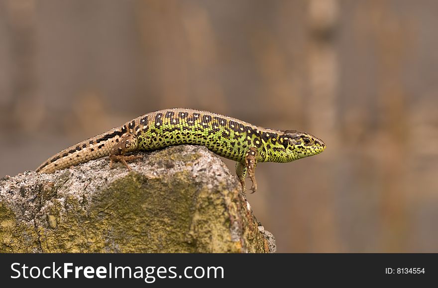 Lizard resting on a stone