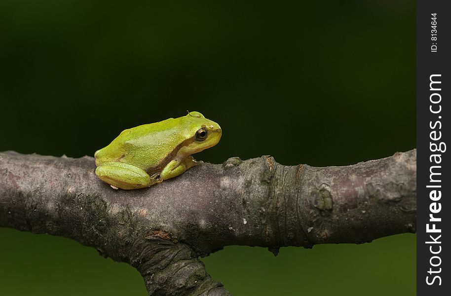 A little baby of a common tree frog. A little baby of a common tree frog