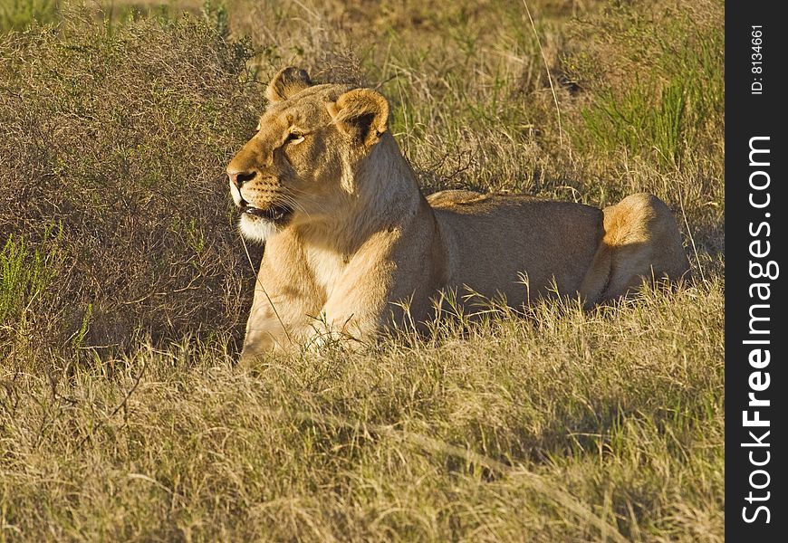 A lioness hides in the grass out of sight of Prey. A lioness hides in the grass out of sight of Prey