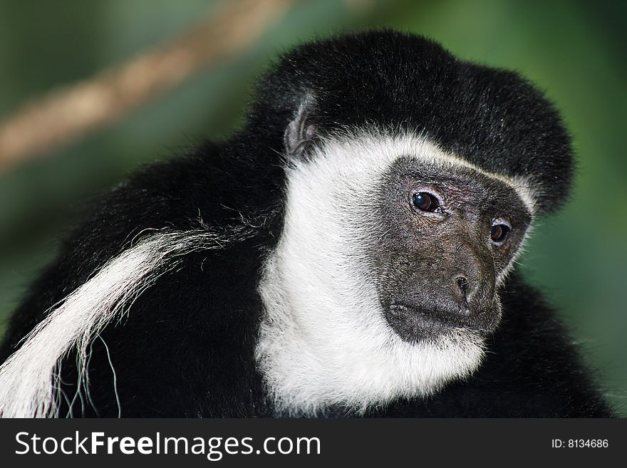 Black and white Colobus monkey portrait.