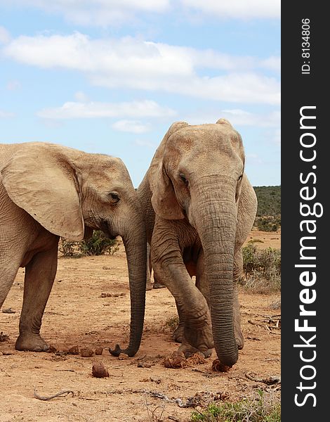 Two elephant cows being very social