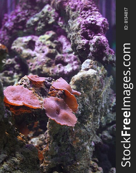 Colored coral in aquarium with water