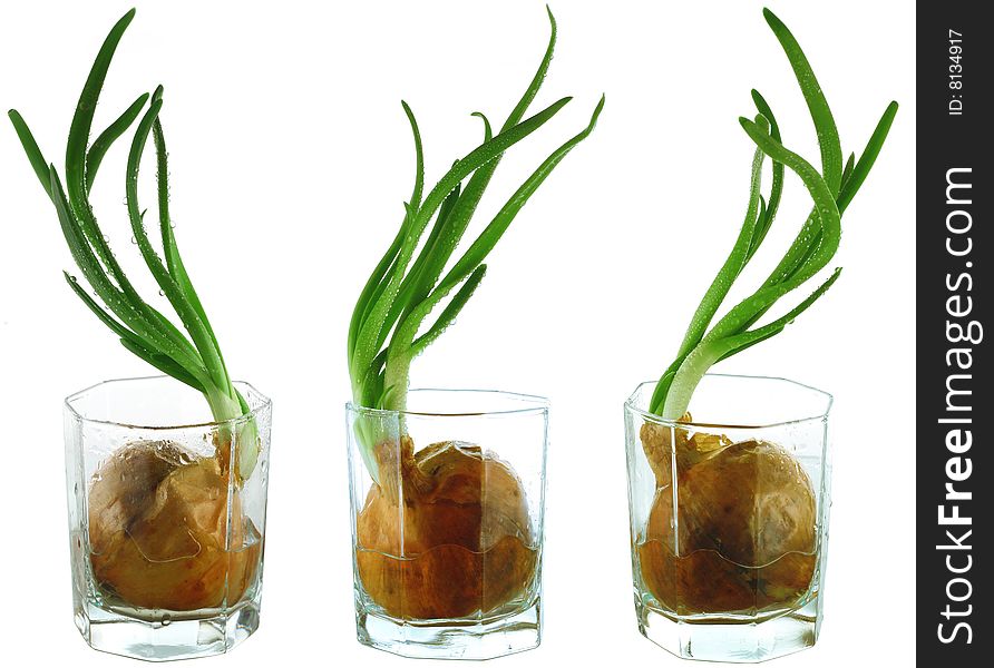 Fresh onion in glass. Set