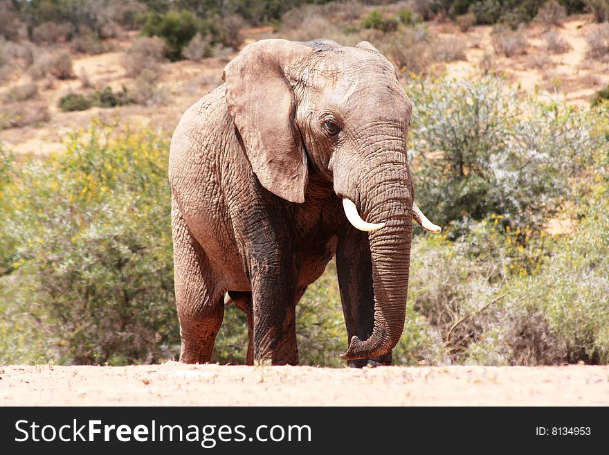 A bull elephant at a waterhole having a drink. A bull elephant at a waterhole having a drink