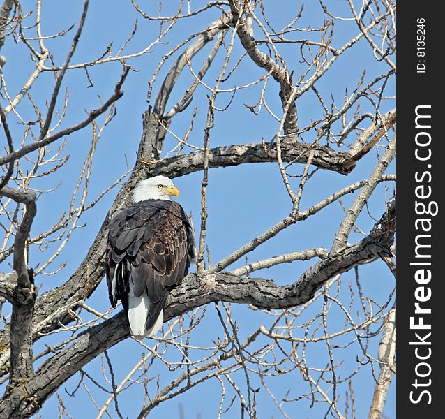 Bald eagle perched on a tree branch against blue sky