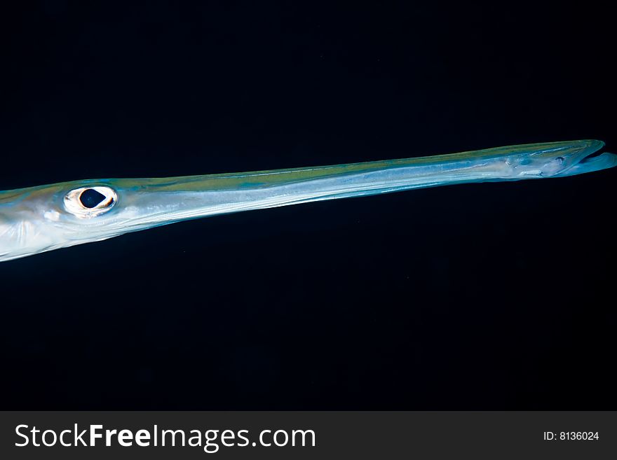 Smooth cornetfish (fistularia commersonii)taken in the red sea.