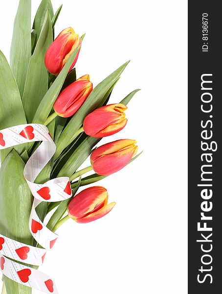 Spring flowers tulips separately on a white background. Spring flowers tulips separately on a white background