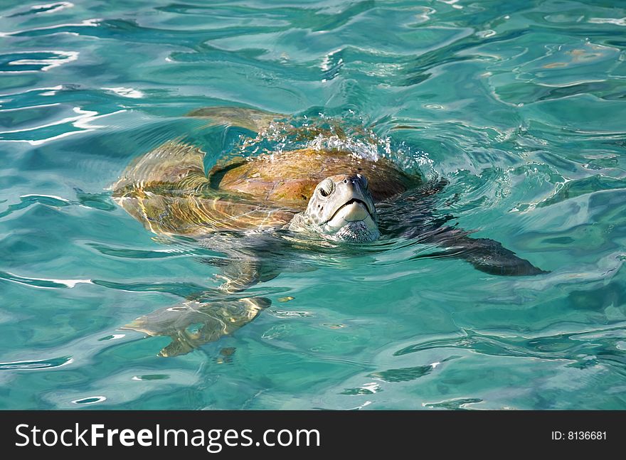 Turtle swimming in the ocean