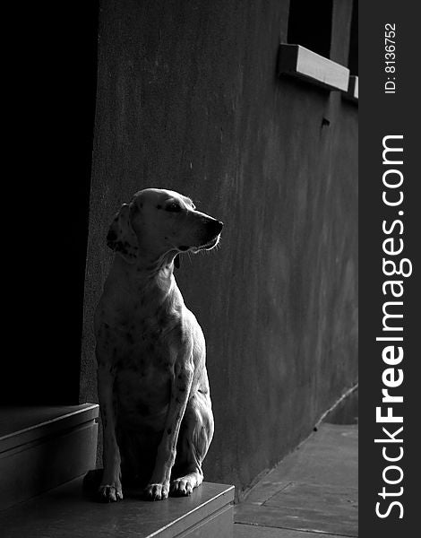 Dalmatian dog - black and white - modern building