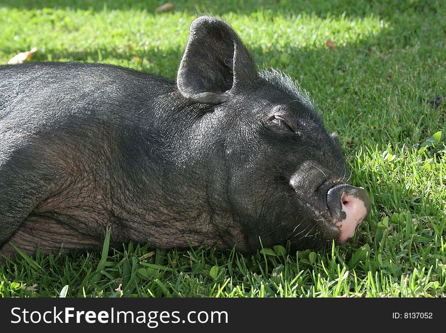 Black hairy pig lying in the sun sleeping. Black hairy pig lying in the sun sleeping