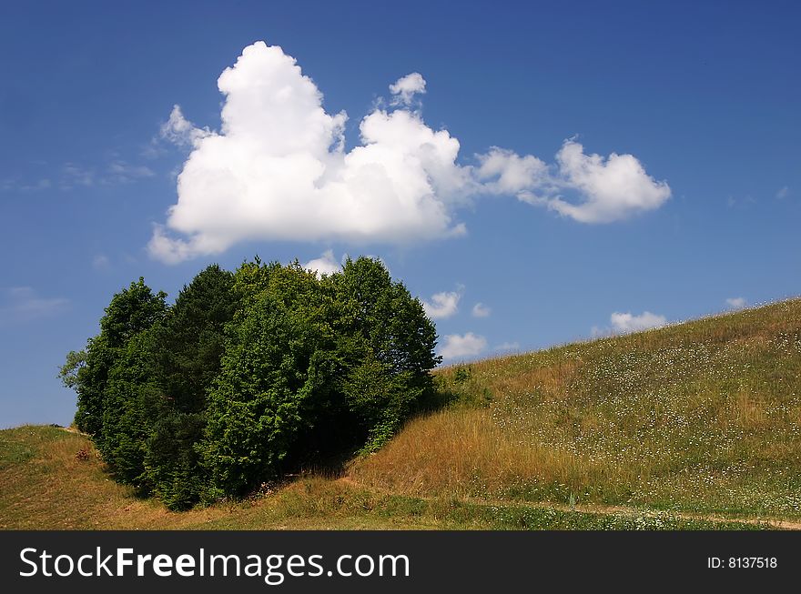 A group of trees on the hillside. A group of trees on the hillside