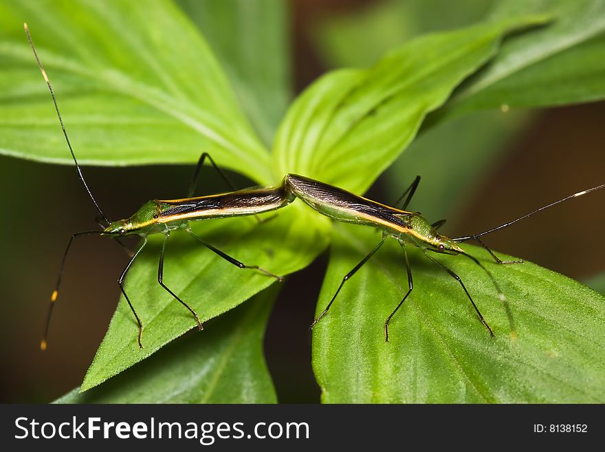 Shield Bug mating on green leaf