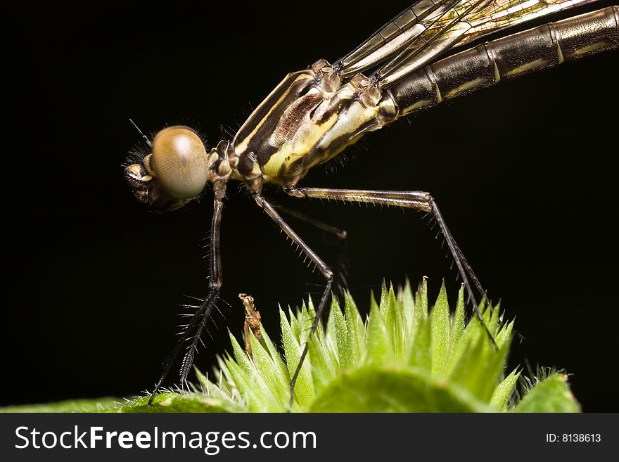 Damselfly side view close up macro